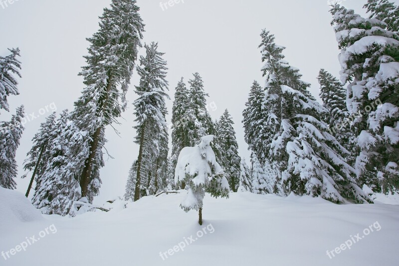 Winter Snowy Trees Wintry Cold