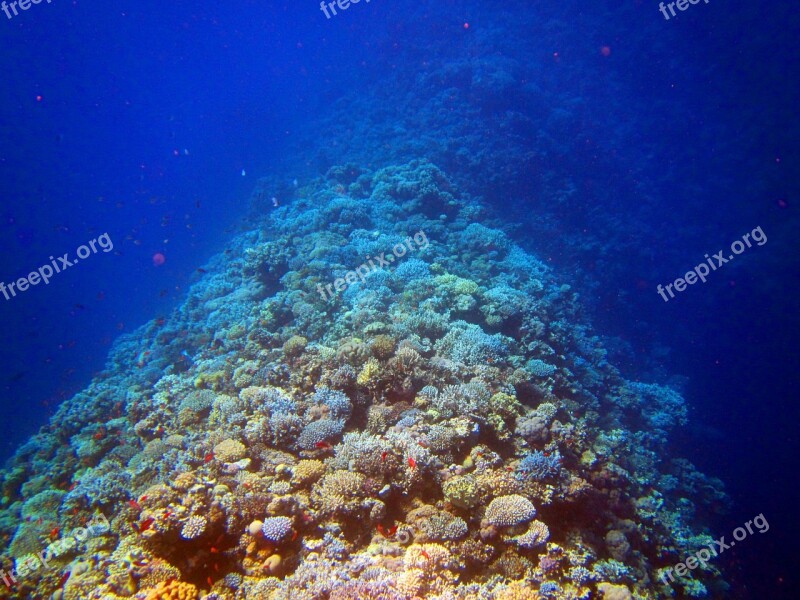 Coral Red Sea Egypt Coral Reef Diving