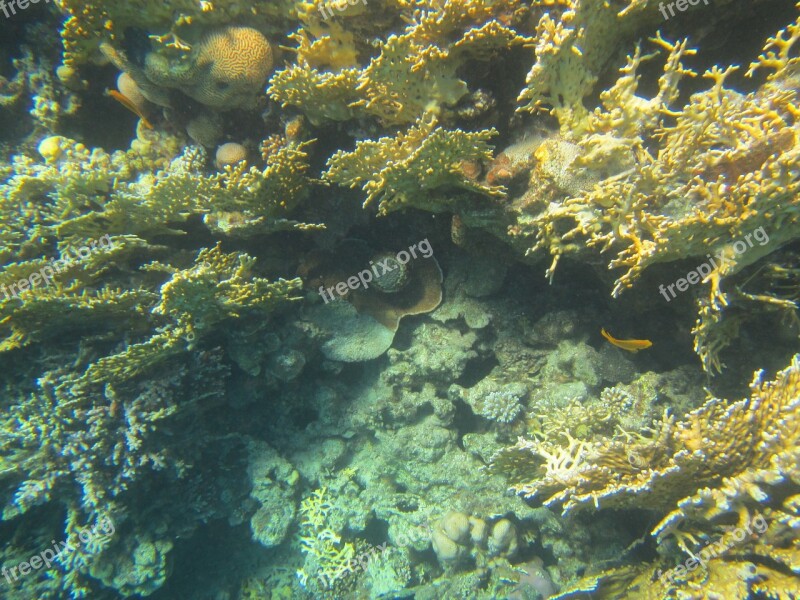 Coral Red Sea Egypt Diving Free Photos