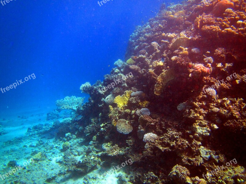 Red Sea Coral Fish Egypt Diving