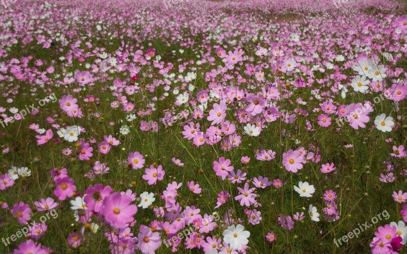 Cosmos Flowers Flowers Field Autumn Seasonal Blooming