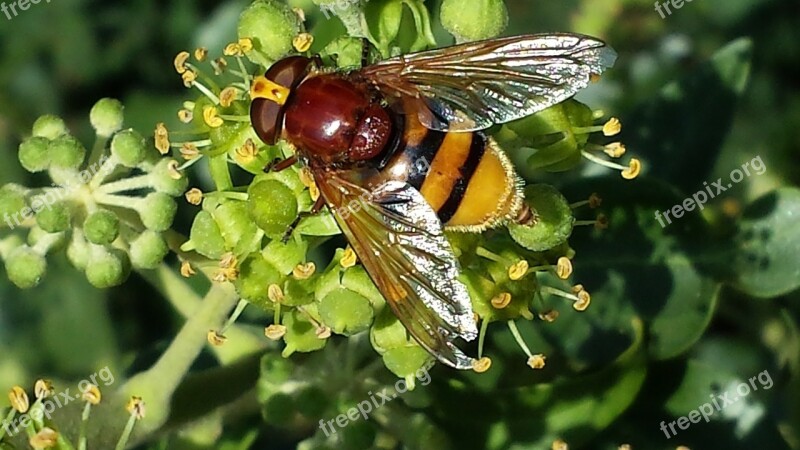 Hoverfly Insect Pollination Sprinkle Nectar