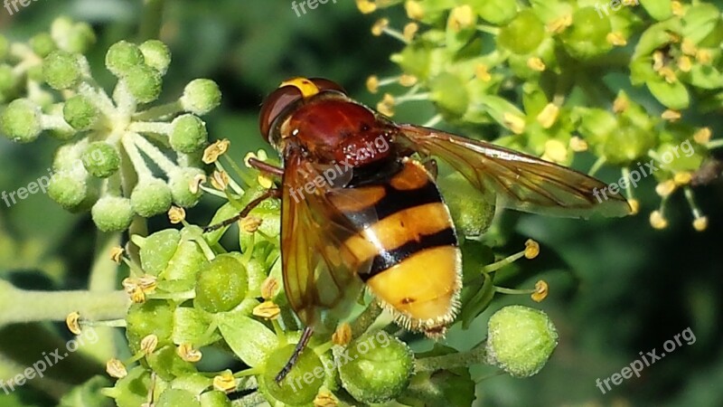 Hoverfly Insect Nature Pollination Striped