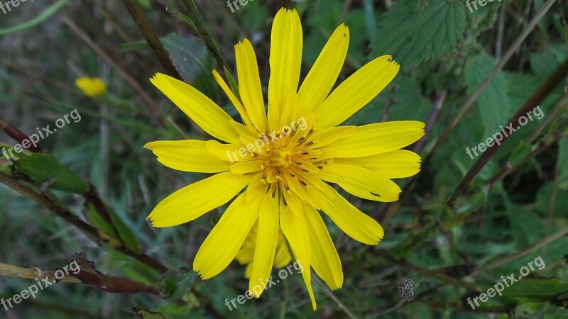 Wild Flower Yellow Flowers Plant Yellow Flower