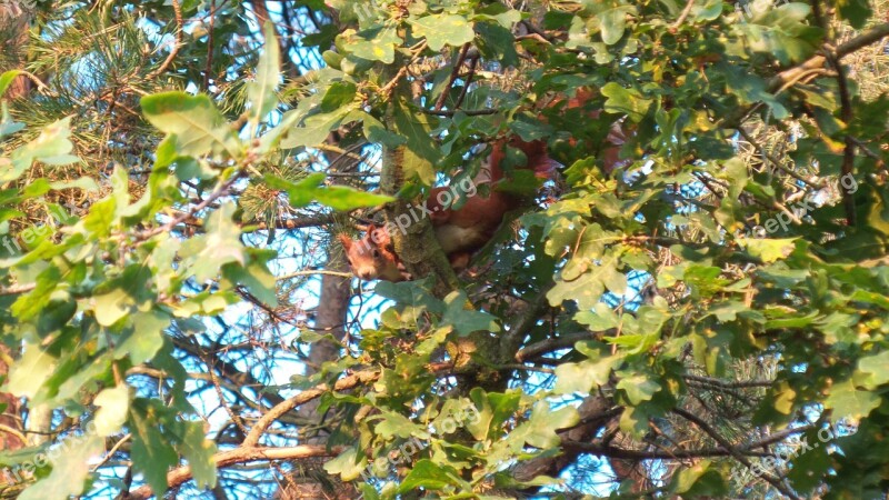 Squirrel Tree Climb Nager Cheeky