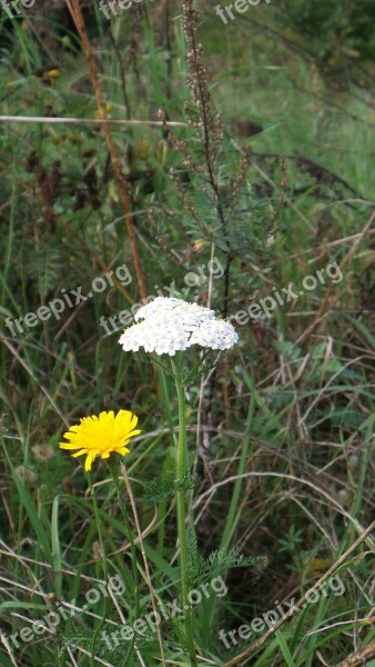 Meadow Wild Flowers Plant Close Up Blossom