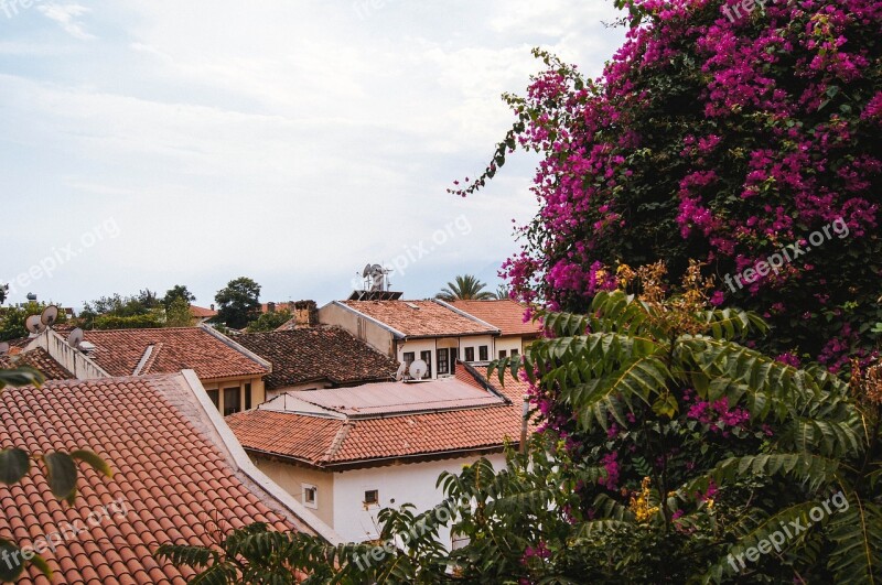 Roof Flowering Tree Antalya Free Photos