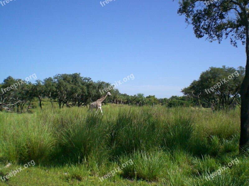 Giraffe Sky Grass Summer Animal