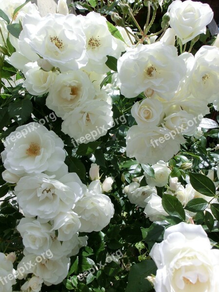 Roses Nature Flowers Garden Plant