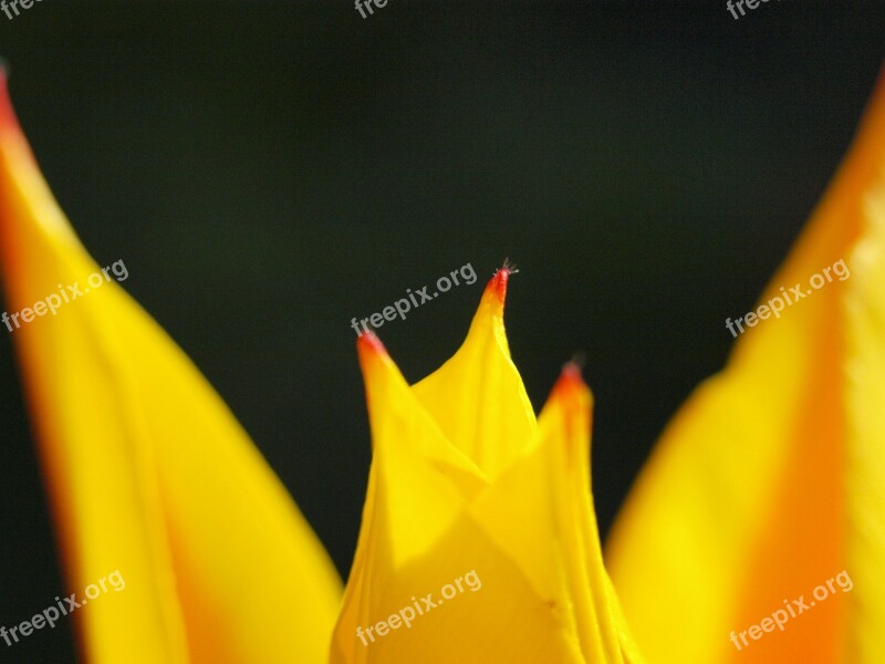 Tulip Blossom Bloom Early Bloomer Close Up