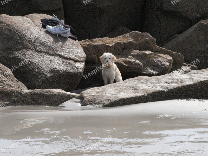 Abandoned Lonely Wait Good Dog