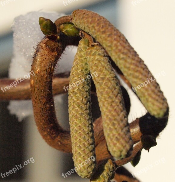 Hazelnut Hazel Common Hazel Close Up Inflorescences