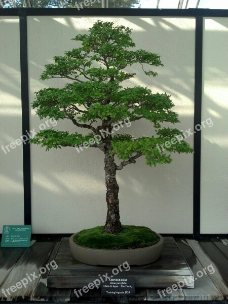 Bonsai Miniature Tree Green Nature