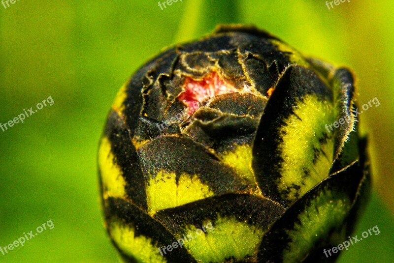 Bud Green Black Flower Macro