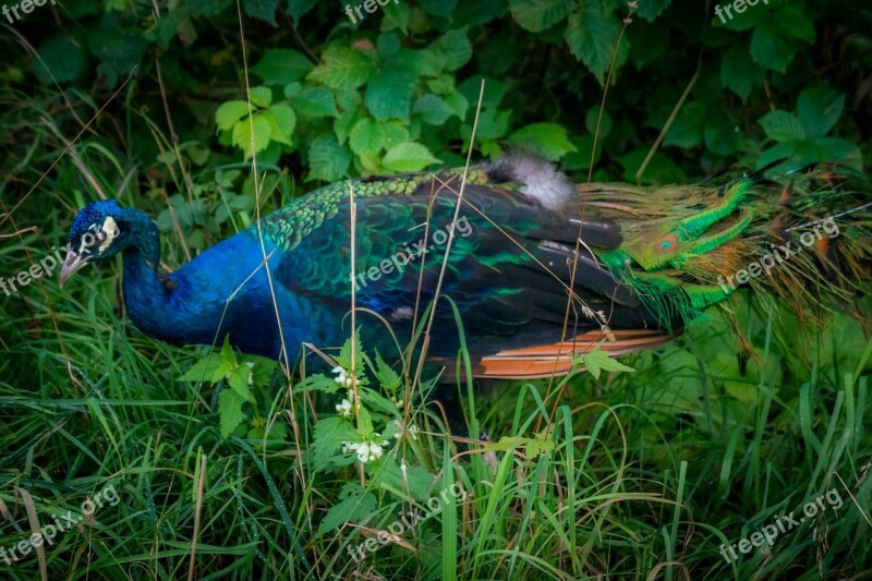 Peacock Beautiful Bird Blue Colorful