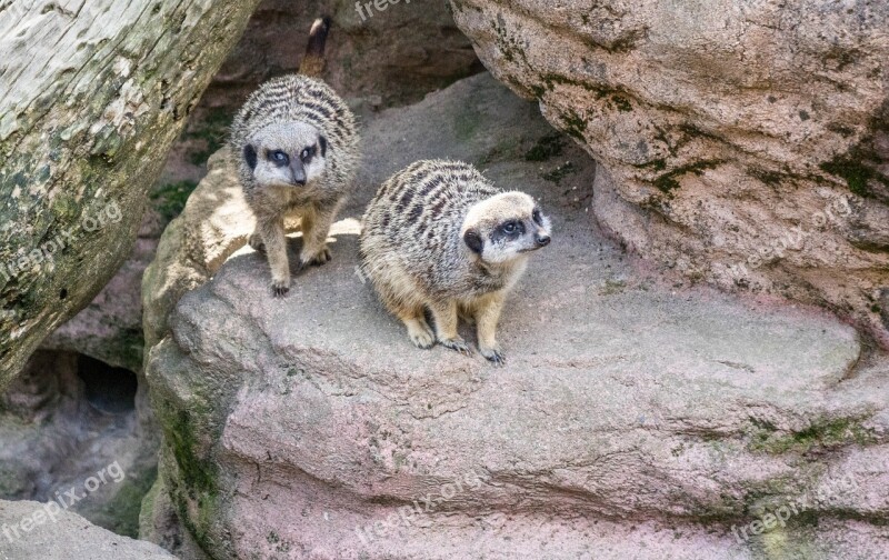 Meerkat Nature Cute Mammal Fur