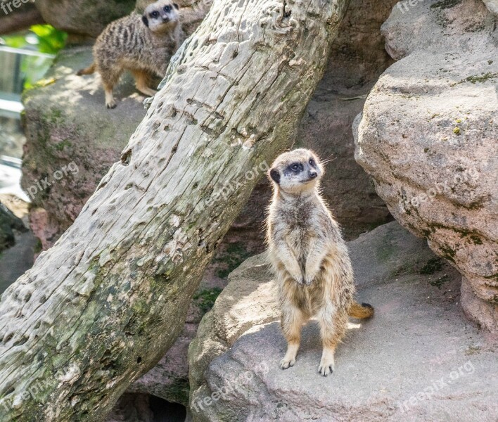 Meerkat Park Nature Cute Mammal