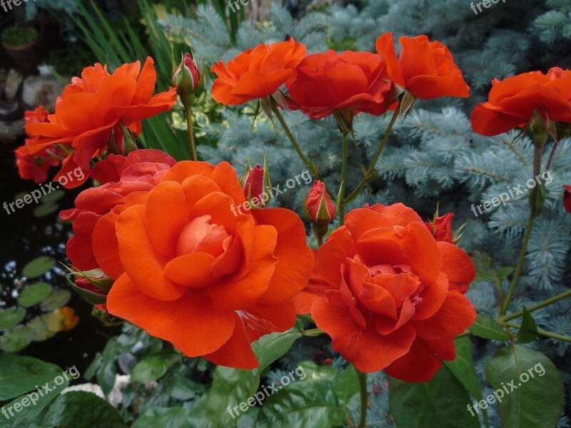 Roses Orange Fir Flower Floral