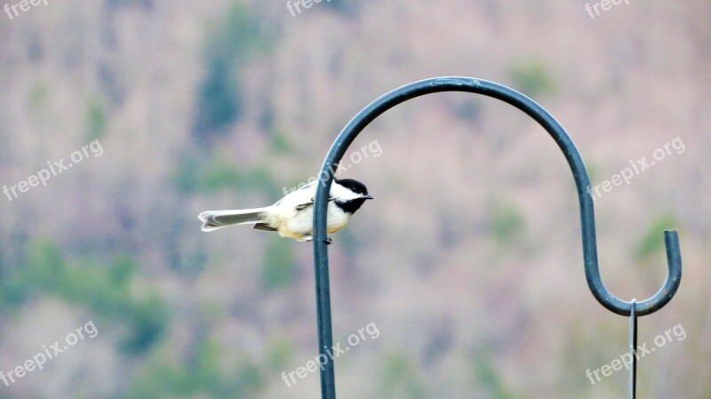 Bird Chickadee Blur Focus Animal