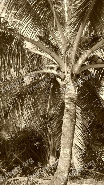 Palm Coconut Husk Bark Leaves