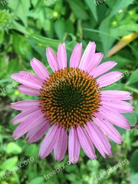 Coneflower Purple Yellow Summer Flower