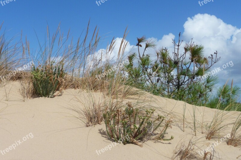 Dune France Oléron Beach Nature