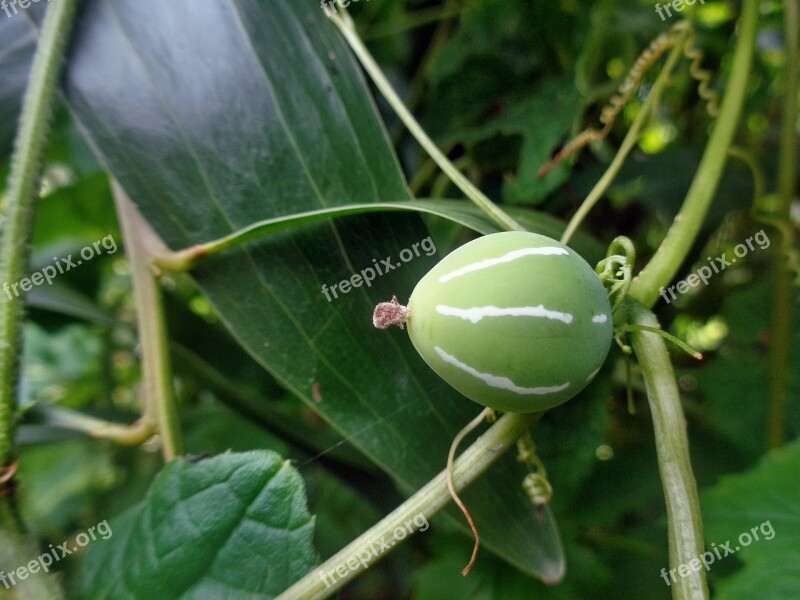 Cucumber Plant Nature Green Leaf