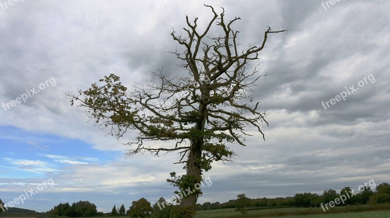 Dead Tree Wood Nature Field Old