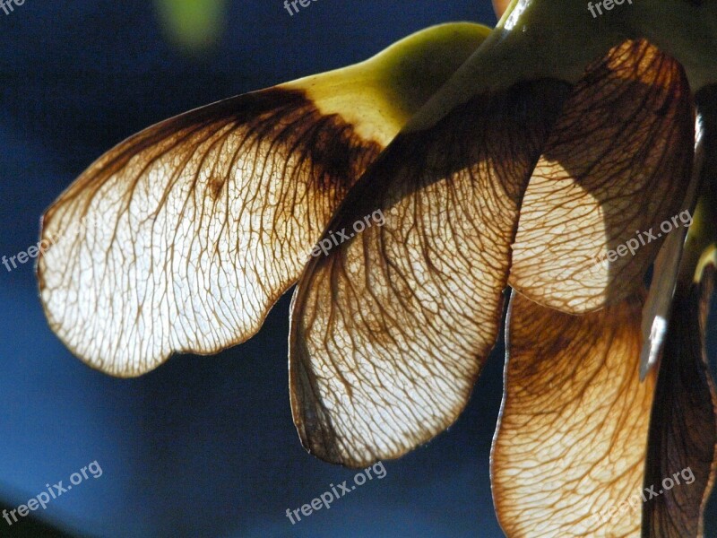 Maple Seeds Maple Autumn Close Up Backlighting