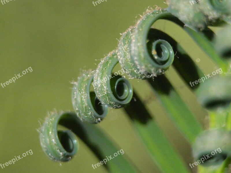 Palm Fern Rolled Leaves Green