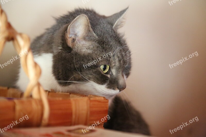 Cat Basket Look Deep Thoughts Oven