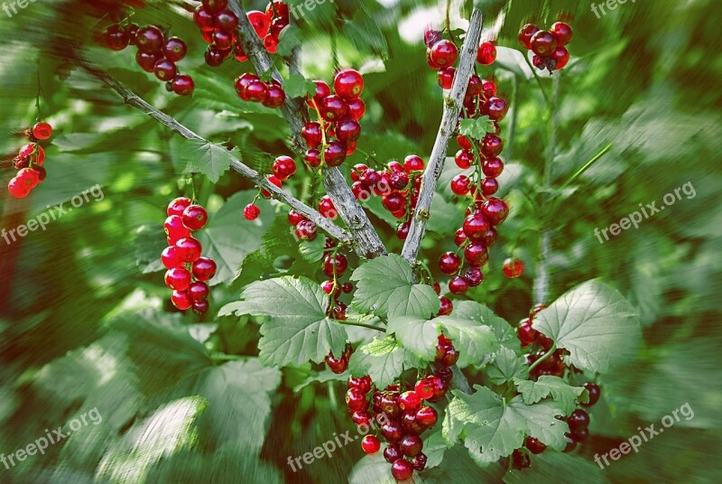 Currant Berry Vegetable Garden Nature Free Photos