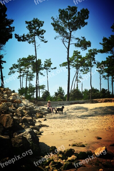 Beach Oléron Nature Tree Sand