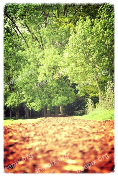 Park Forest Nature Fall Park Of Sceaux