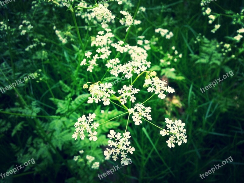 Flower White Nature Spring Summer Flowers