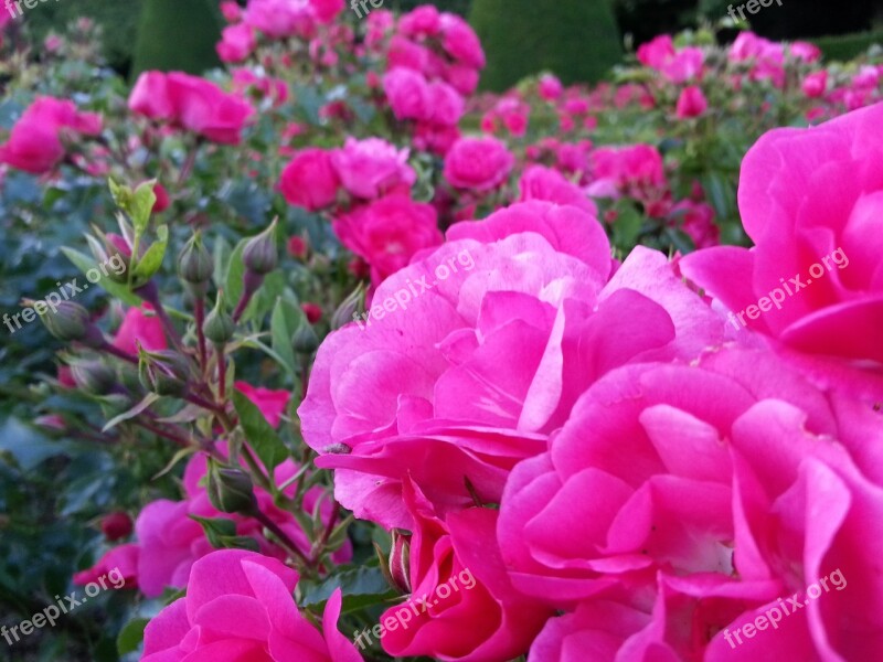 Roses Flowers Nature Macro Rosebush