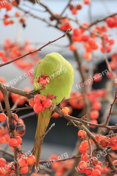 Parakeet Birds Green Animals Nature