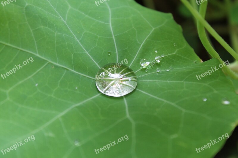 Drip Leaf Drop Of Water Rain Green