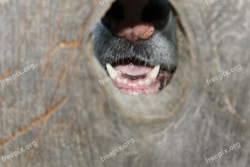 Dog Knothole Fence Canine Animal