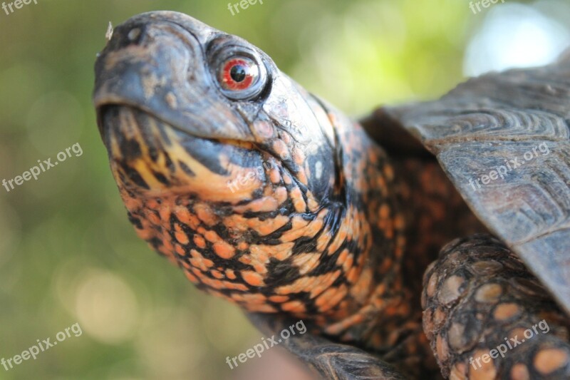 Eastern Box Turtle Reptile Turtle Eastern Shell