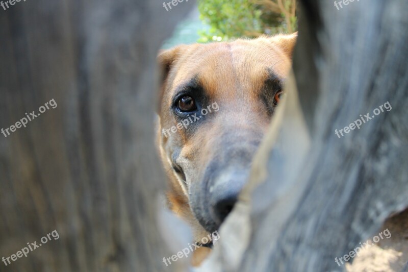 Dog Knot Hole Shepherd Hound Hole