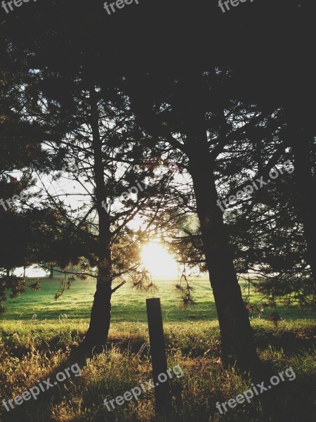 Nature Sunlight Sunshine Trees Sun