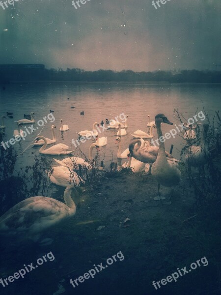 Birds Swan Nature Vintage Grunge