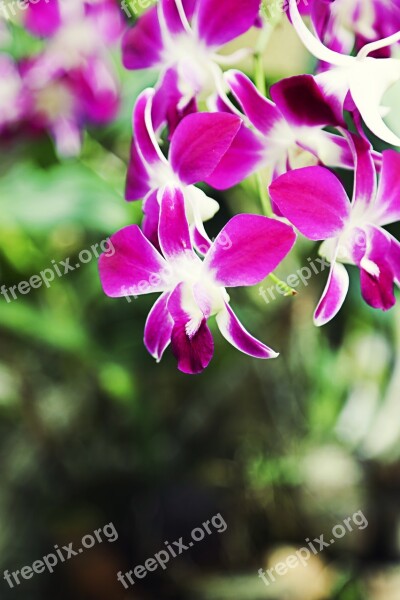 Flower Orchid Violet Leaves Beautiful