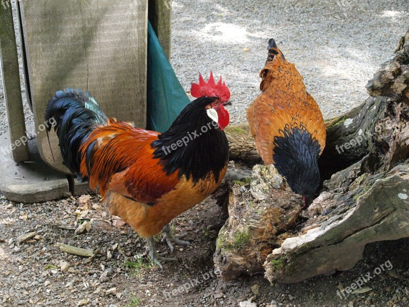 Hahn Farm Gockel Chicken Male Fowl