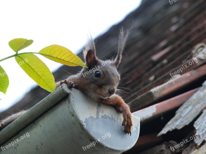 Squirrel Curious Gutter Rodent Nager