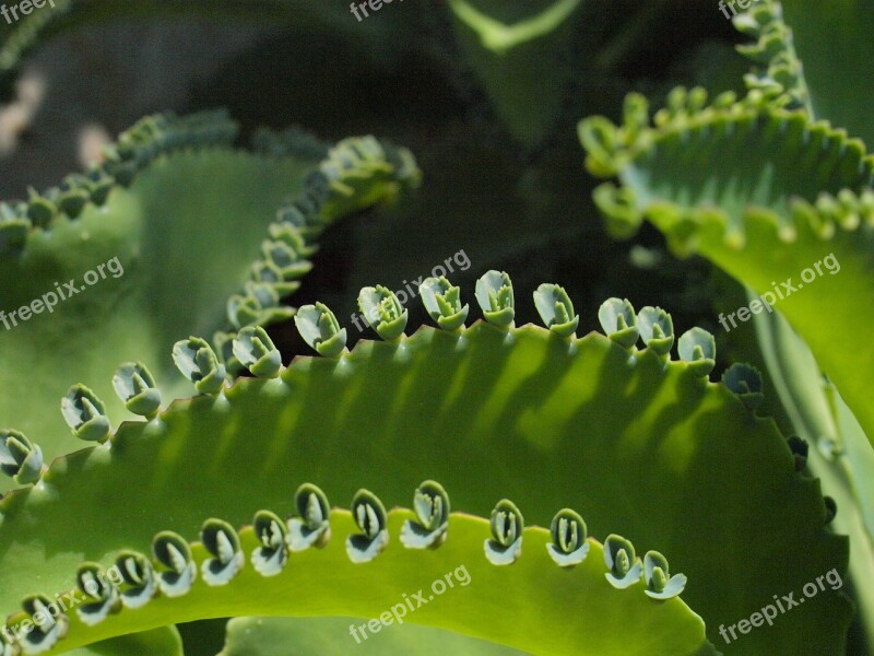 Cactus Budding Bud Multiplication Free Photos