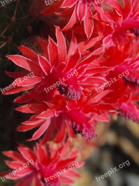 Cactus Blossom Cactus Greenhouse Bloom Red Cactus Flower