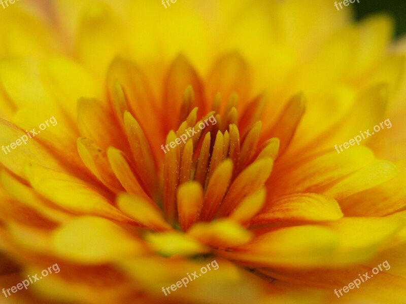 Herbstaster Yellow Blossom Bloom Close Up