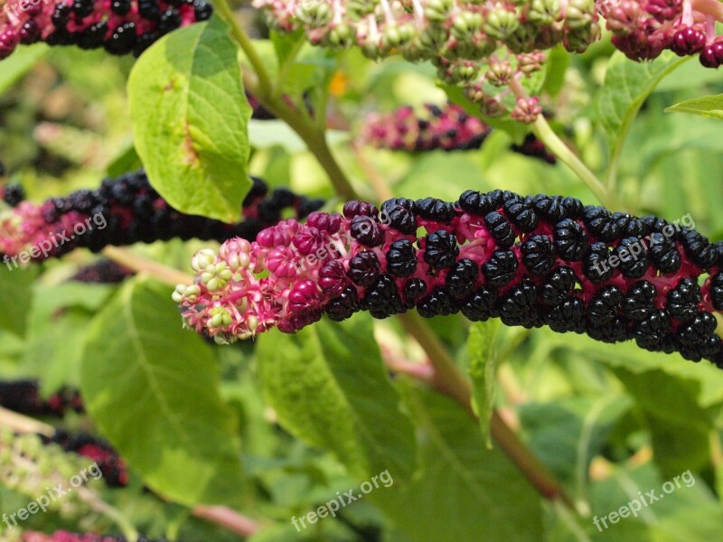 Blossom Bloom Inflorescence Violet Free Photos